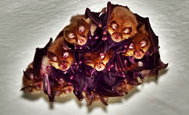 pipistrelli-al-muse.jpg