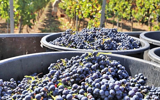 2-alcuni-caratteristici-grappoli-di-pinot-meunier.jpg