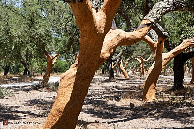 2-decortica.jpg