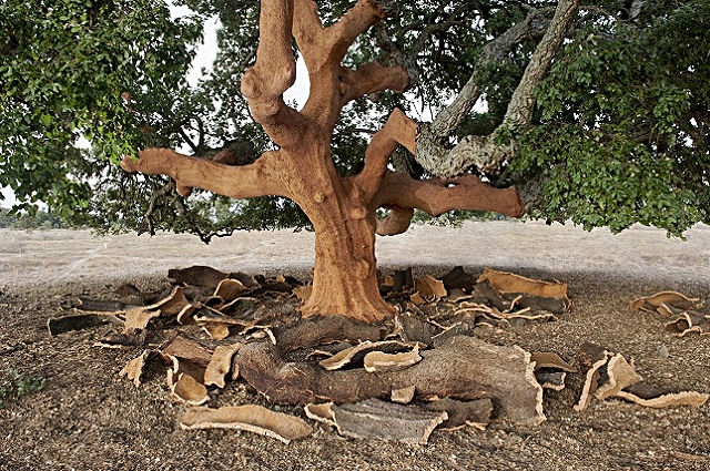4-decortica.jpg