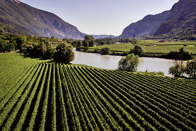 2-i-vigneti-dell-azienda-albino-armani-tra-le-due-sponde-del-fiume-adige.jpg