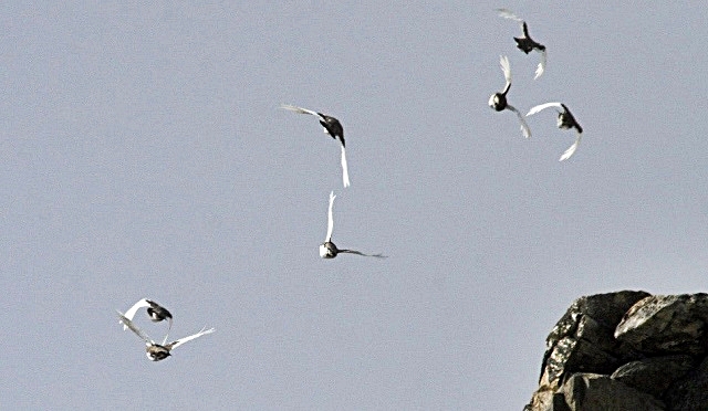 galliformi.jpg