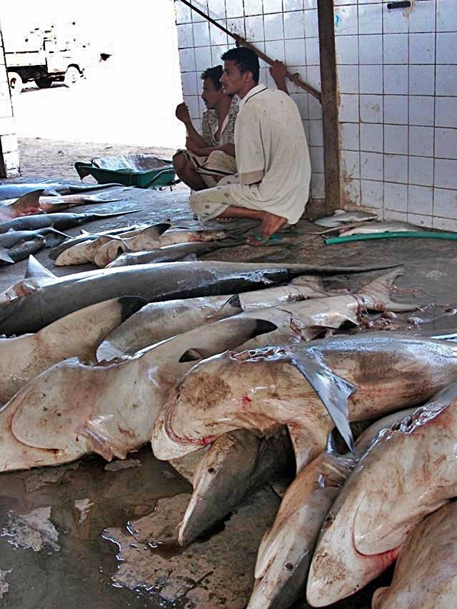 lucchi-mercato-degli-squali-3.jpg