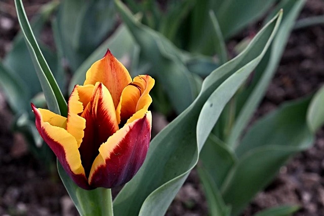 luchi-tulipani-5.jpg
