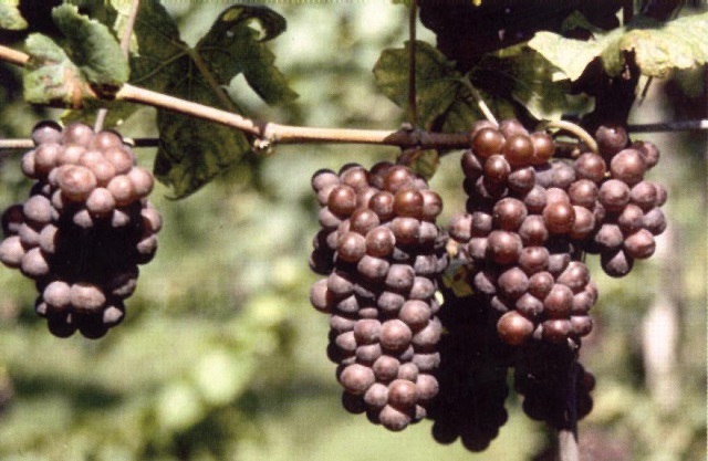 2-uva-di-pinot-grigio.jpg