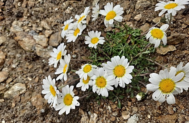 leucanthemopsis-alpina-foto-eduard-gruber.jpg