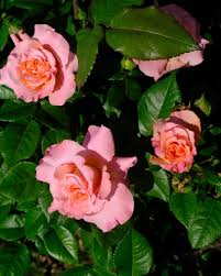 10-a-rose.jpg