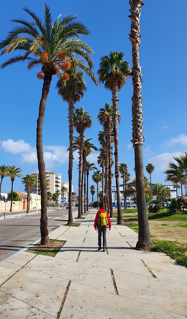 5-il-viale-di-palme-a-la-linea-de-la-concepcion.jpg